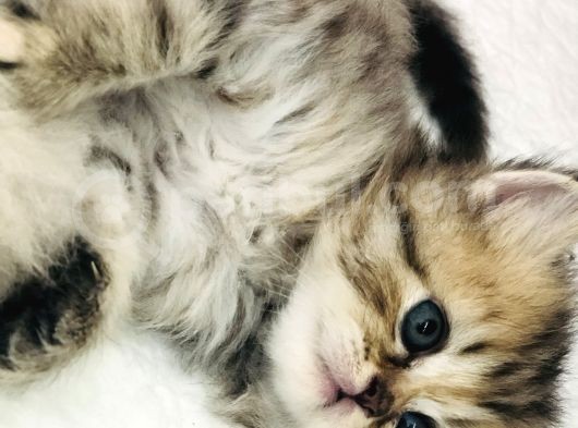 Schottish Fold Longhair Ve Torti Kızlarımız Için Mesaj Atabilirsiniz görsel
