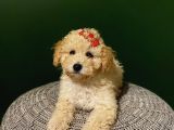 Toy Poodle 2,5 Aylık Dişi Ve Erkek Yavrularımız