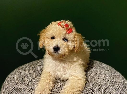 Toy Poodle 2,5 Aylık Dişi Ve Erkek Yavrularımız görsel