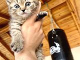Black Golden Tabby Erkek