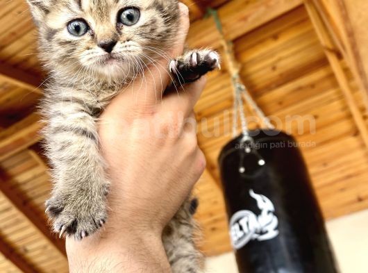 Black Golden Tabby Erkek