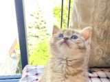 Brown Golden Tabby Dişi