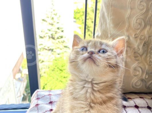 Brown Golden Tabby Dişi görsel