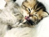 Schottish Fold Longhair Ve Torti Kızlarımız Için Mesaj Atabilirsiniz