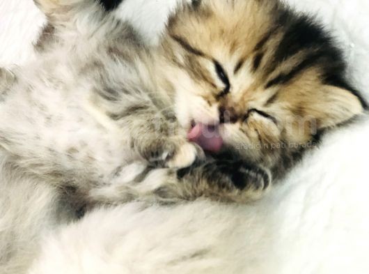 Schottish Fold Longhair Ve Torti Kızlarımız Için Mesaj Atabilirsiniz görsel