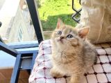 Brown Golden Tabby Dişi