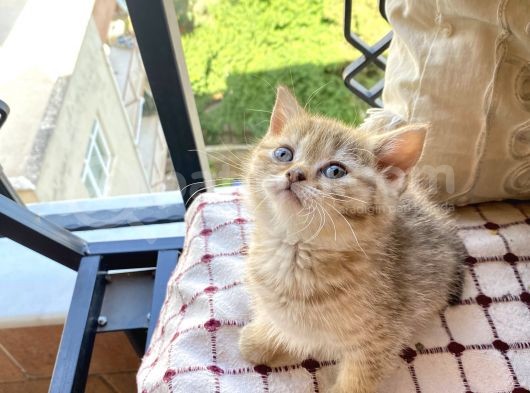 Brown Golden Tabby Dişi