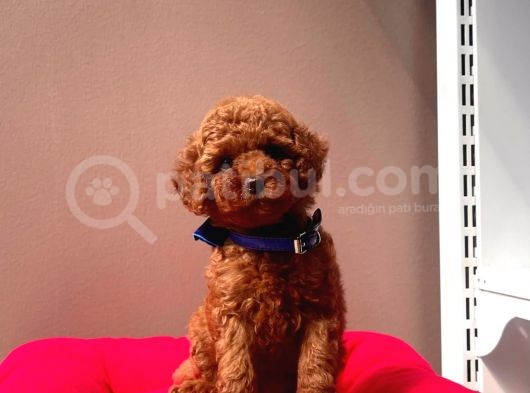 Safkan Toy Poddle görsel