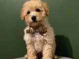 Toy Poodle 2,5 Aylık Dişi ve Erkek Yavrularımız
