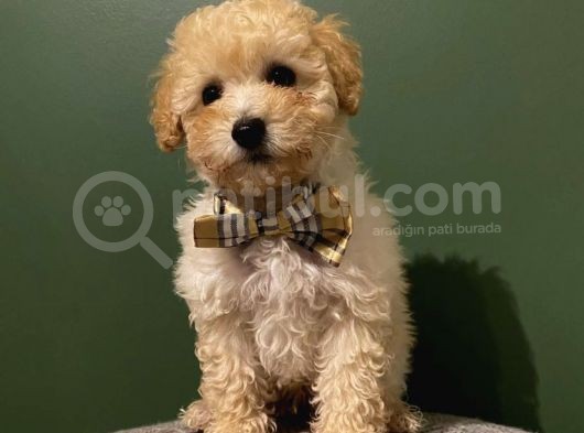 Toy Poodle 2,5 Aylık Dişi Ve Erkek Yavrularımız
