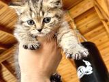 Black Golden Tabby Erkek