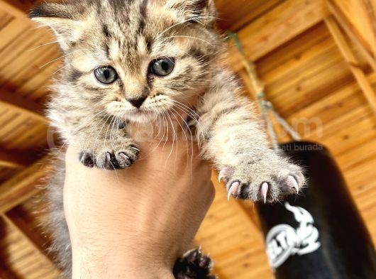 Black Golden Tabby Erkek görsel