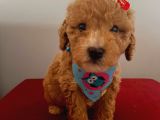 Maltipoo 55 Günlük Dişi Yavrumuz