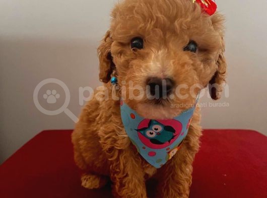 Maltipoo 55 Günlük Dişi Yavrumuz görsel