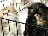 Schottish Fold Longhair Ve Torti Kızlarımız Için Mesaj Atabilirsiniz
