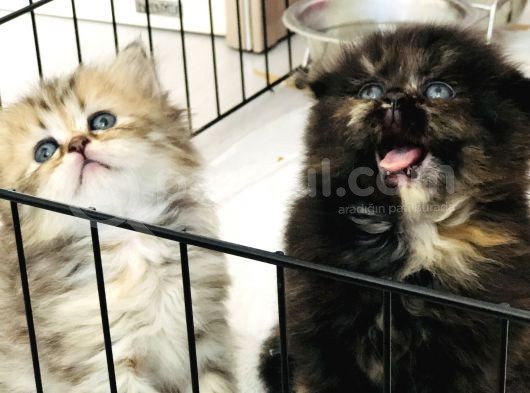 Schottish Fold Longhair Ve Torti Kızlarımız Için Mesaj Atabilirsiniz görsel
