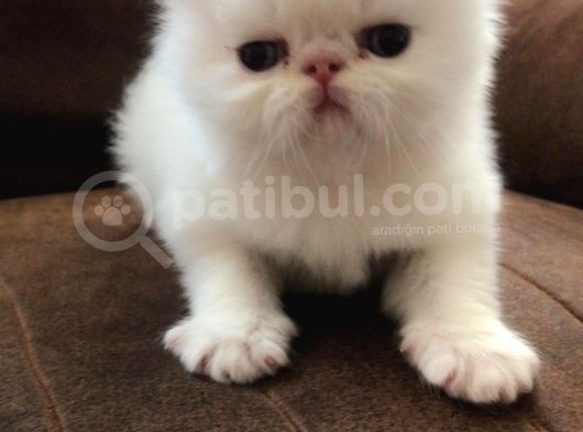 Di̇şi̇ Ve Erkek A Kali̇te Orjinal Iran Bebekler görsel