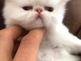 Di̇şi̇ Ve Erkek A Kali̇te Orjinal Iran Bebekler