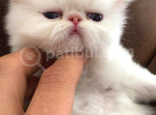 Di̇şi̇ Ve Erkek A Kali̇te Orjinal Iran Bebekler görsel