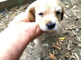 Maltese Terrier Ve American Cocker