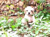 Maltese Terrier Ve American Cocker