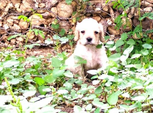 Maltese Terrier Ve American Cocker görsel