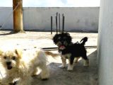 Maltese Terrier Ve American Cocker