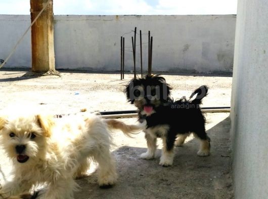Maltese Terrier Ve American Cocker görsel