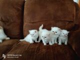 Di̇şi̇ Ve Erkek A Kali̇te Orjinal Iran Bebekler