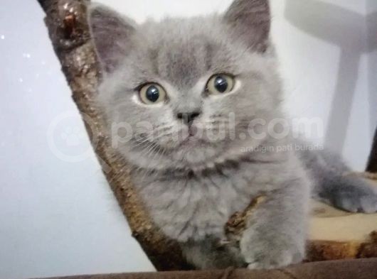 British Shorthair görsel