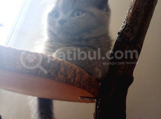 British Shorthair görsel