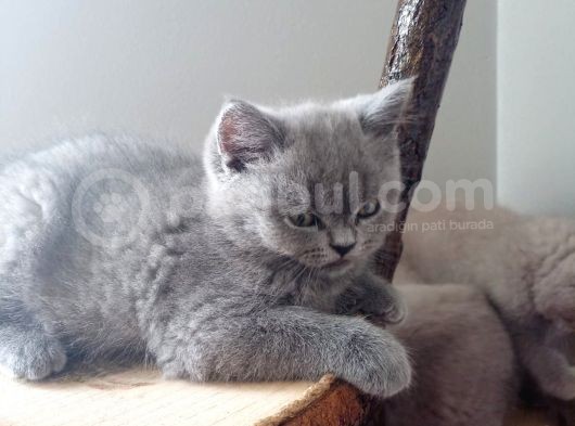 British Shorthair görsel