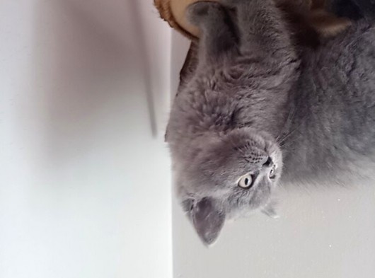 British Shorthair görsel