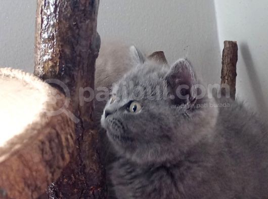 British Shorthair görsel