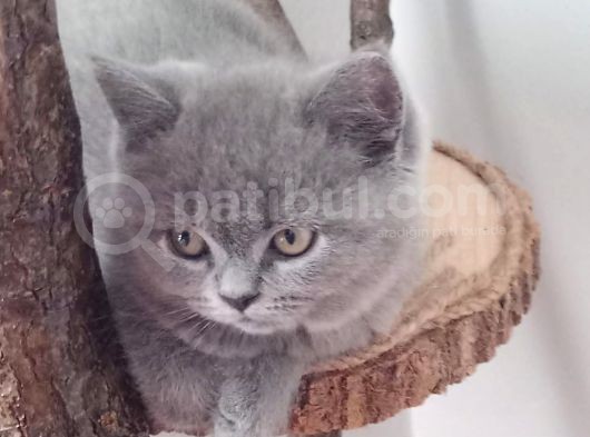 British Shorthair görsel