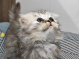 Scottish Fold Ve Straing Yavrular