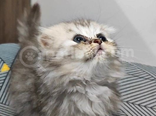 Scottish Fold Ve Straing Yavrular görsel