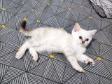Scottish Fold Ve Straing Yavrular