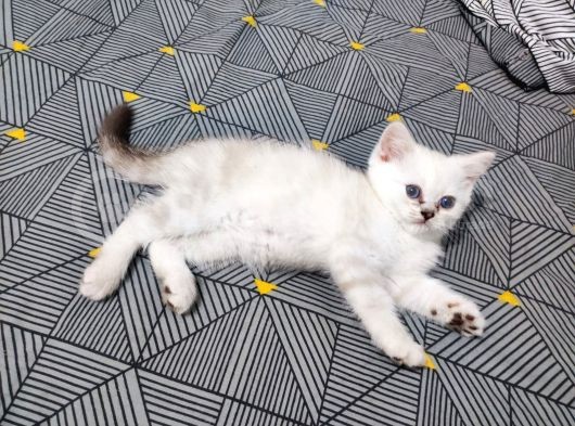 Scottish Fold Ve Straing Yavrular görsel