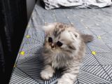 Scottish Fold Ve Straing Yavrular
