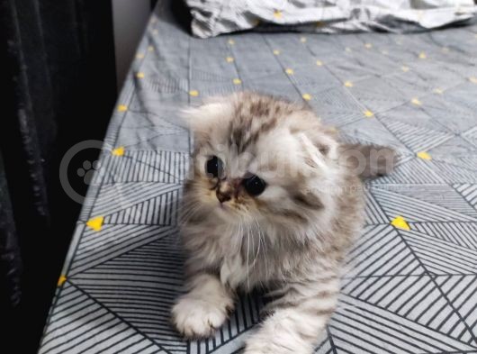 Scottish Fold Ve Straing Yavrular görsel