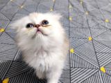 Scottish Fold Ve Straing Yavrular