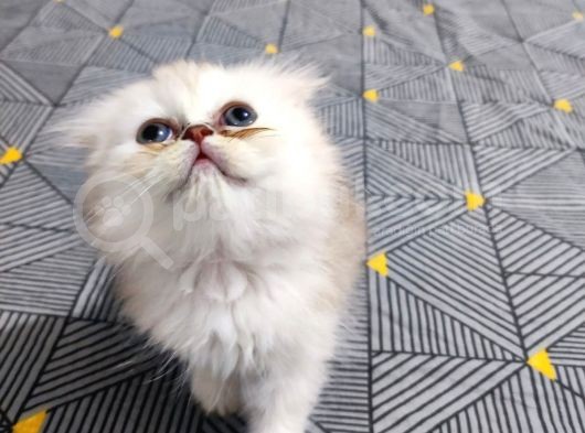 Scottish Fold Ve Straing Yavrular