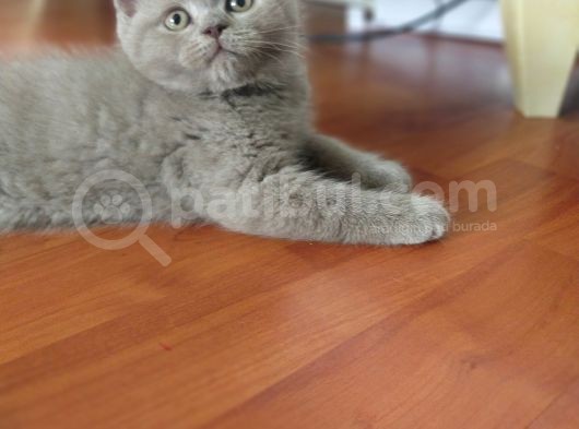 British Shorthair görsel