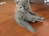 British Shorthair