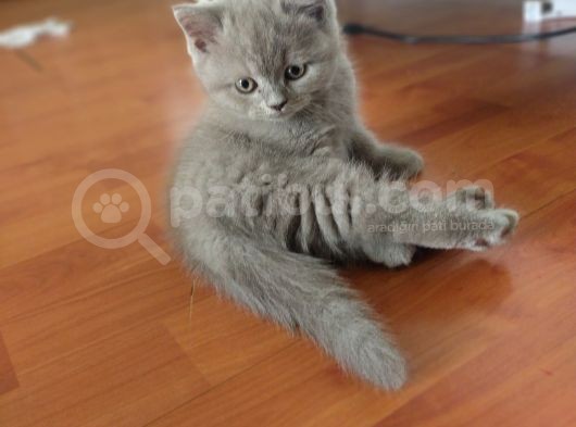 British Shorthair görsel