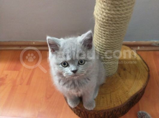 British Shorthair görsel