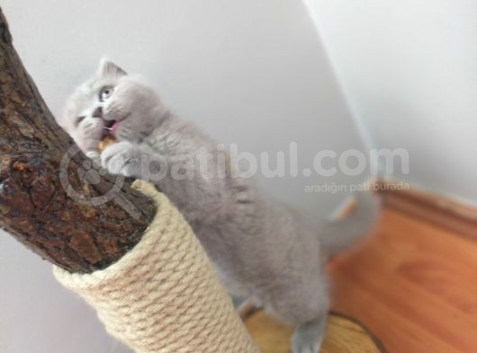 British Shorthair görsel