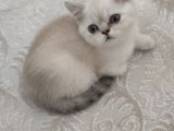 Pamuk Şekerler