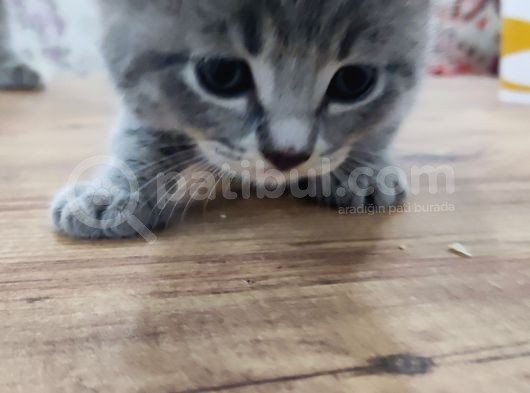 2 Ayında Yavru Erkek görsel